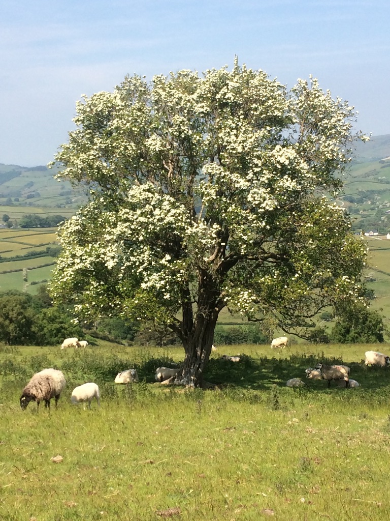 John’s Tree