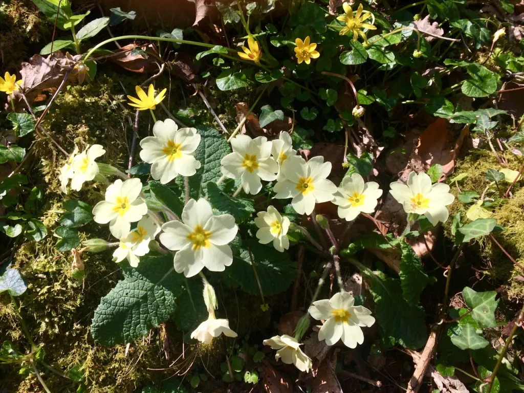 Flowers